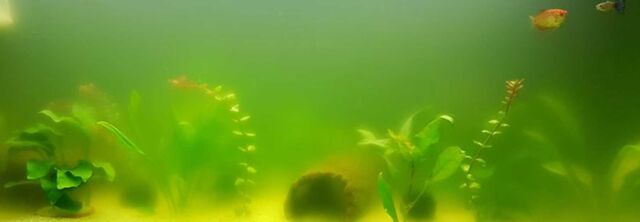 Take away what algae need to grow: phosphate and silicate (diatoms). ROWA®phos selectively removes both.