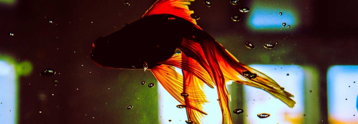 If water of the highest purity is required, ROWA® is the right choice for you. We have been producing reverse osmosis systems for small, medium, and large water demands since 1987.